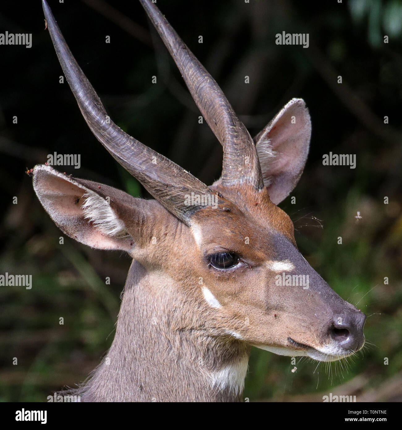 Ritratto di un Bushbuck Foto Stock