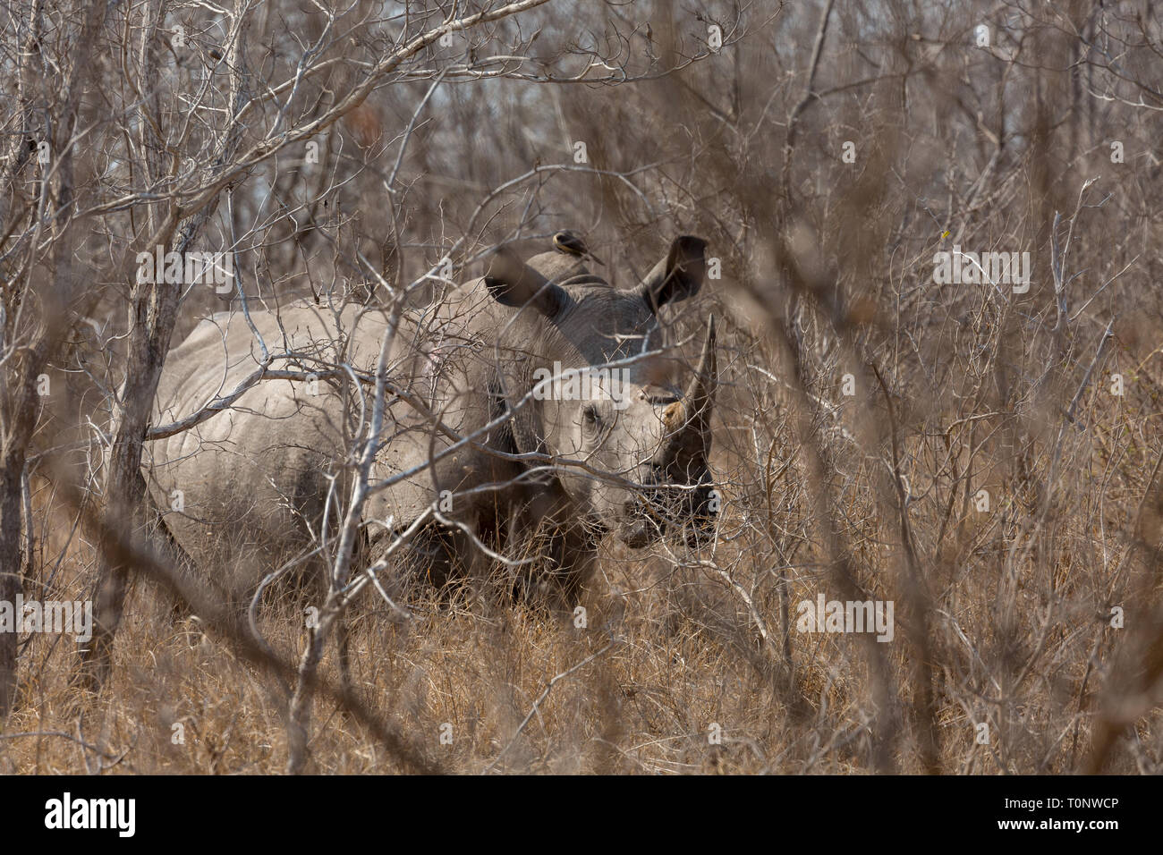 Un singolo White Rhino di orologi di sottobosco Foto Stock