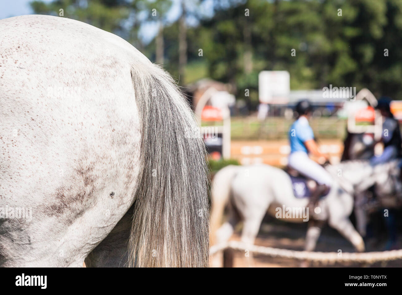Equestrian Show Jumping grigio di coda di cavallo la gamba posteriore closeup con distanti cavallo Cavaliere arena all'aperto l'azione. Foto Stock