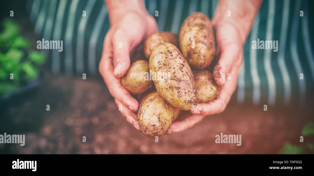 Giardiniere raccolta di patate a serra Foto Stock