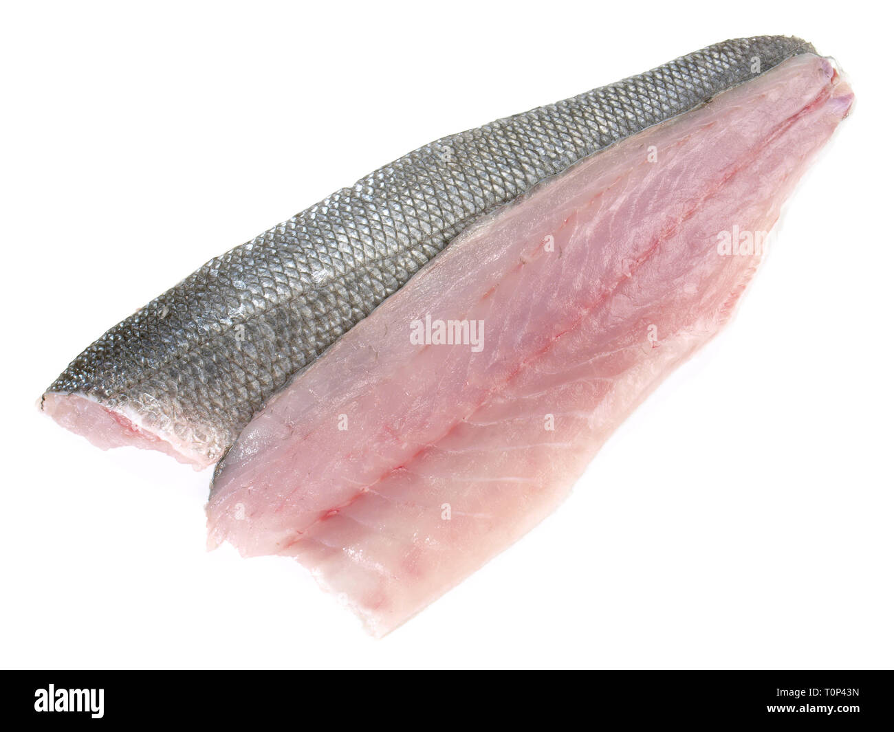 Sea Wolf - Filetto di pesce su sfondo bianco Foto Stock