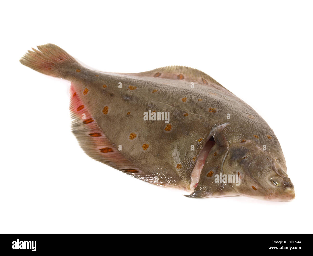 La Passera di mare Pesce su sfondo bianco Foto Stock