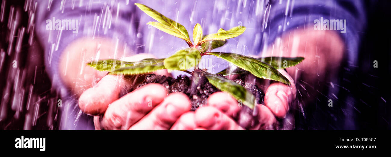 Mani di donna che indossano guanti da giardinaggio che tengono oregano in  vaso (Oliena Foto stock - Alamy