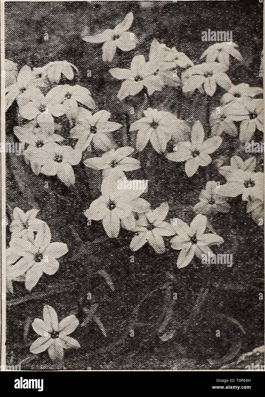 Dreer lampadine di piante, arbusti e Dreer lampadine di piante, arbusti e semi per caduta di piantare : autunno 1937 dreersbulbsplant1937henr Anno: 1937 Scilla campanulata Scilla campanulata ® Spagnolo Bluebell Giacinto di legno affascinante grande campanula-come blumi durante il mese di maggio. Ammenda per naturalizing nei boschi o per la coltivazione in frontiera. Essi sono perfettamente hardy e delizia in semi- ombra. Essi fiorirà sotto gli alberi di pino. 3 per 12 per 100 per Blue Regina $0 18 0 dollari 60 $4 00 Rose Regina 18 60 4 00 Regina Bianca.... 18 60 4 00 mescolati 15 50 3 50 Scilla-siberiano Squills ^® Sibirica. Una delle più belle hardy ea Foto Stock