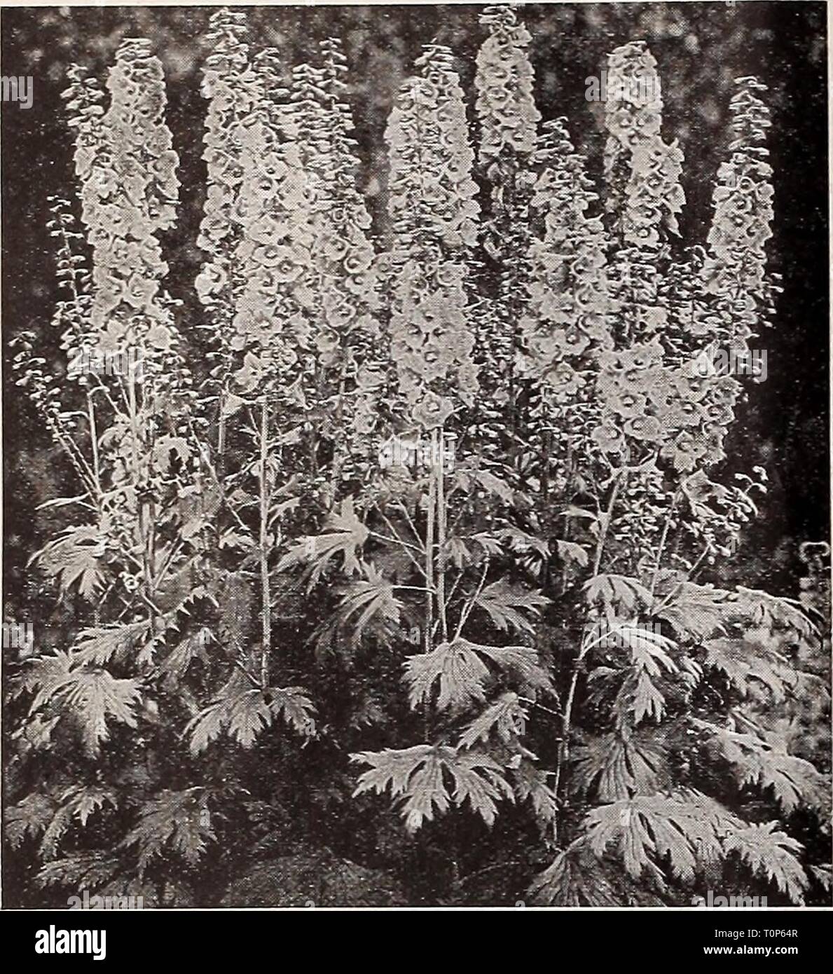 Dreer completo del prezzo all'ingrosso Dreer elenco completo di prezzi all'ingrosso per fioristi : Marzo 1934 edition dreerscompletewh1934henr Anno: 1934 19 HENRY A. DREER Hafdy piante perenni elenco all'ingrosso cneorum Daphne-Ghirlanda fiore abbiamo un insolitamente molto sottili di questa splendida peren- nial. Folte, 4-vear-vecchi impianti, 8 a 10 pollici grumi. 60c. ciascuna; $6.50 al dnz.; $50.00 per 100. Dreer De Luxe Delphiniums ibrido Delphiniums Hardy Larkspur Per doz. Per 100 molto libera flower- Belladonna migliorata. ing turchese-blu Bellaiaosum. Un profondo blu forma di Bel- ladonna Chinense. Libera inizio profondo blu Foto Stock