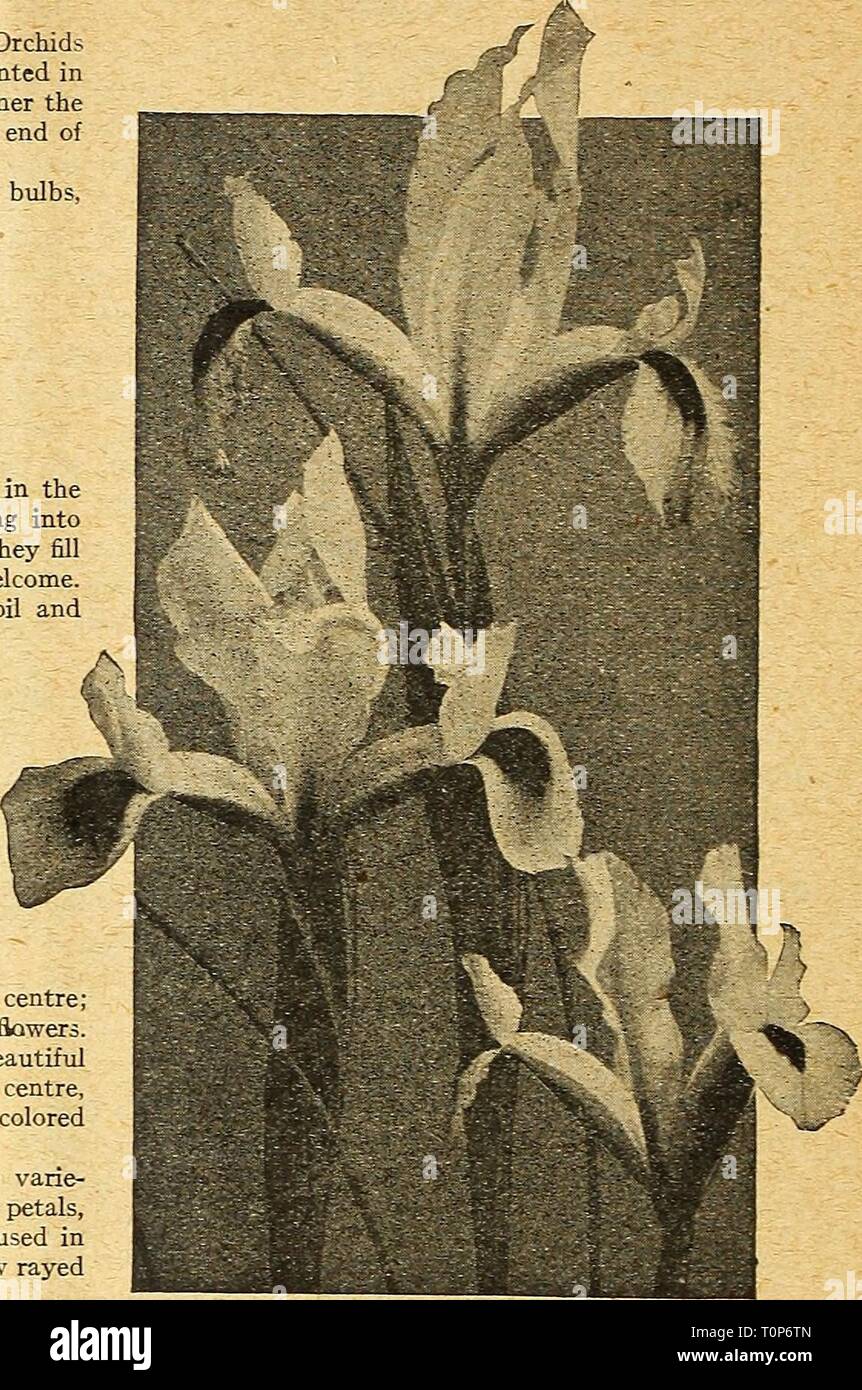 Dreer del catalogo autunno 1924 (1924) del Dreer catalogo autunno 1924 dreersautumncata1924henr Anno: 1924 22 /flEHKyA-BEEEl lampadine ^°HmLL piantagione &gt;BMEliI&GT;HRlk spagnolo (IRIS IRIS hispanica) Queste belle bulboiis Iris hanno appropriatelj' stato chiamato 'Le Orchidee del Hardy Flower Garden". Per migliori effetti che essi dovrebbero essere piantati in singoli o gruppi di venti-cinque o più, il più grande è il numero più fine è l'effetto. Essi crescono da 18 a 24 pollici ad alta, e fiore a partire dalla fine di maggio su fino a giugno. Abbiamo fissato un quantitativo Umited di extra strong casa coltivati biilbs, e offrono come sotto: Ca Foto Stock