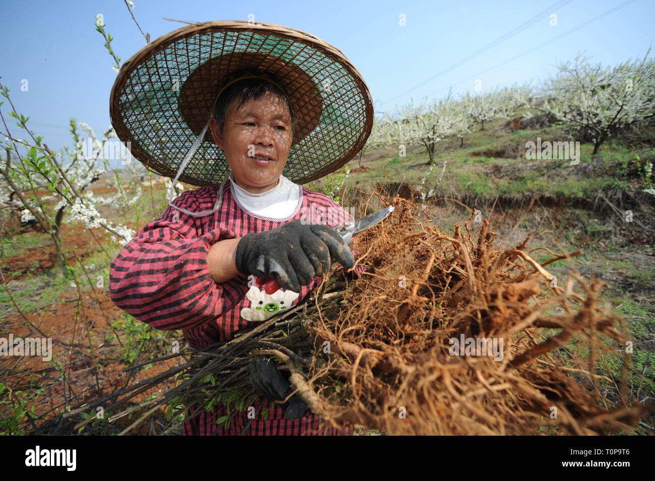 (190321) -- TONGREN, Marzo 21, 2019 (Xinhua) -- un agricoltore lavora nei campi a Hunzhai villaggio di Tongren City, a sud-ovest della Cina di Guizhou, 21 marzo 2019, anche il giorno della 'Chunfen'. Chunfen, che letteralmente significa equinozio di primavera o equinozio di primavera, cade il giorno quando il sole si trova esattamente in corrispondenza della latitudine celeste di zero gradi. (Xinhua/Yang Ying) Foto Stock