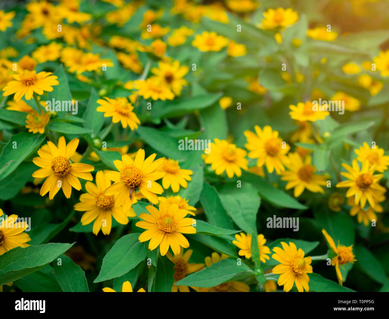 Drammatica close up bella stella gialla fiore (Melampodium divaricatum) sul giardino verde sullo sfondo Foto Stock