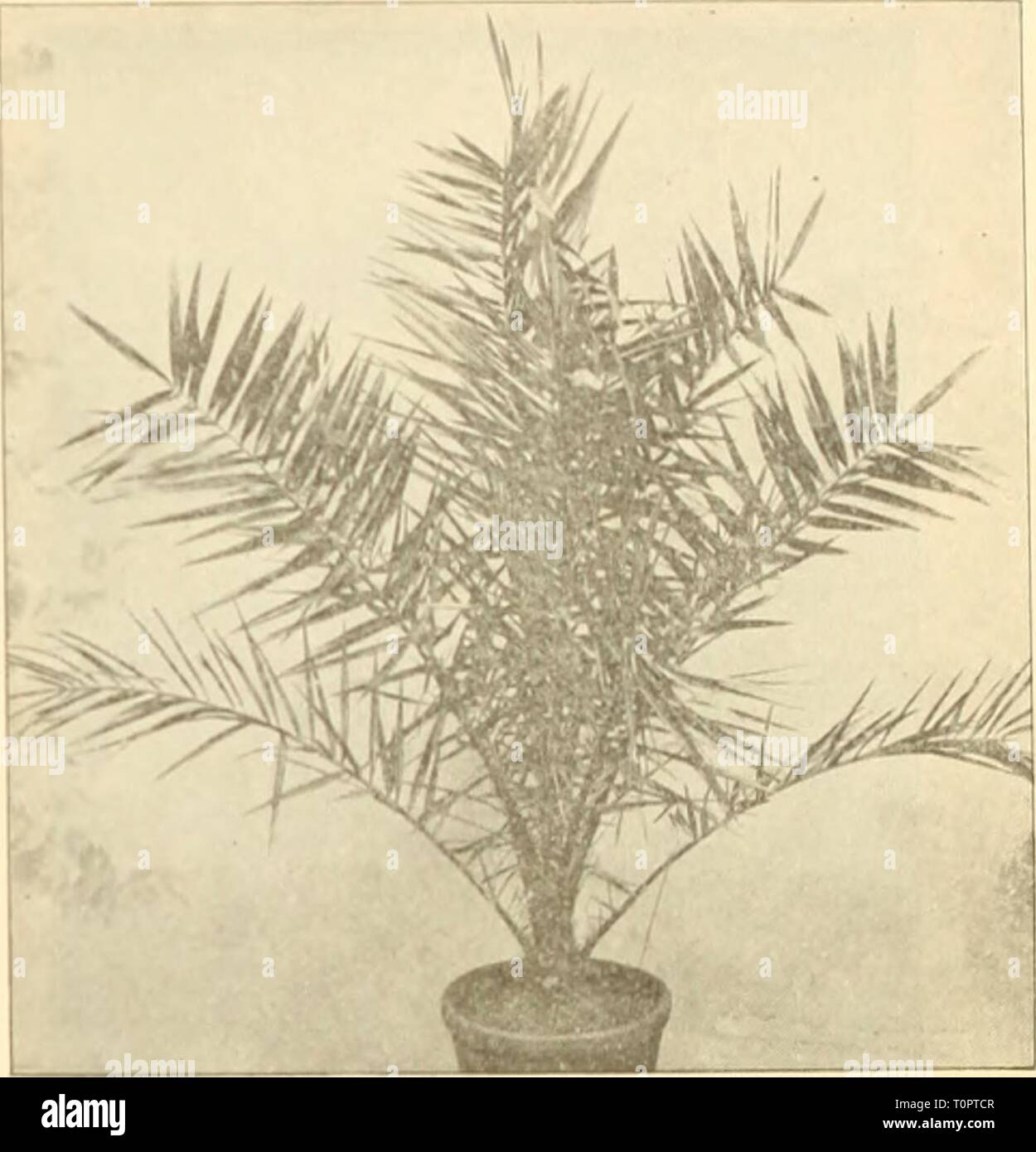 Dreer del dicembre 1897 prezzo speciale Dreer del dicembre 1897 'special' Prezzo di listino del nuovo raccolto semi di fiori e piante decorative dreersdecember181897henr Anno: 1897 Lata.via Bobbonk a. Latania [3orbonica. Â ¢ &gt;λir stock di Lalanias, in particolare nei formati più piccoli è un^ain in ottime condizioni e wc chiamata speciale attenzione ai 2, 3, 4 e 5 pollice pot dimensioni, che sono di valore eccellente ; anche per il make up plantsâwhich dovrebbe sl-II molto rapidamente. 2 pollici poLs, da 3 a 4 foglie, 60 cts. per doz.; $4.00 per lOO ; $35.00 per 1000. 3 pollici pentole, da 4 a 5 foglie, cominciando a mostrare il carattere, $1.25 per Foto Stock