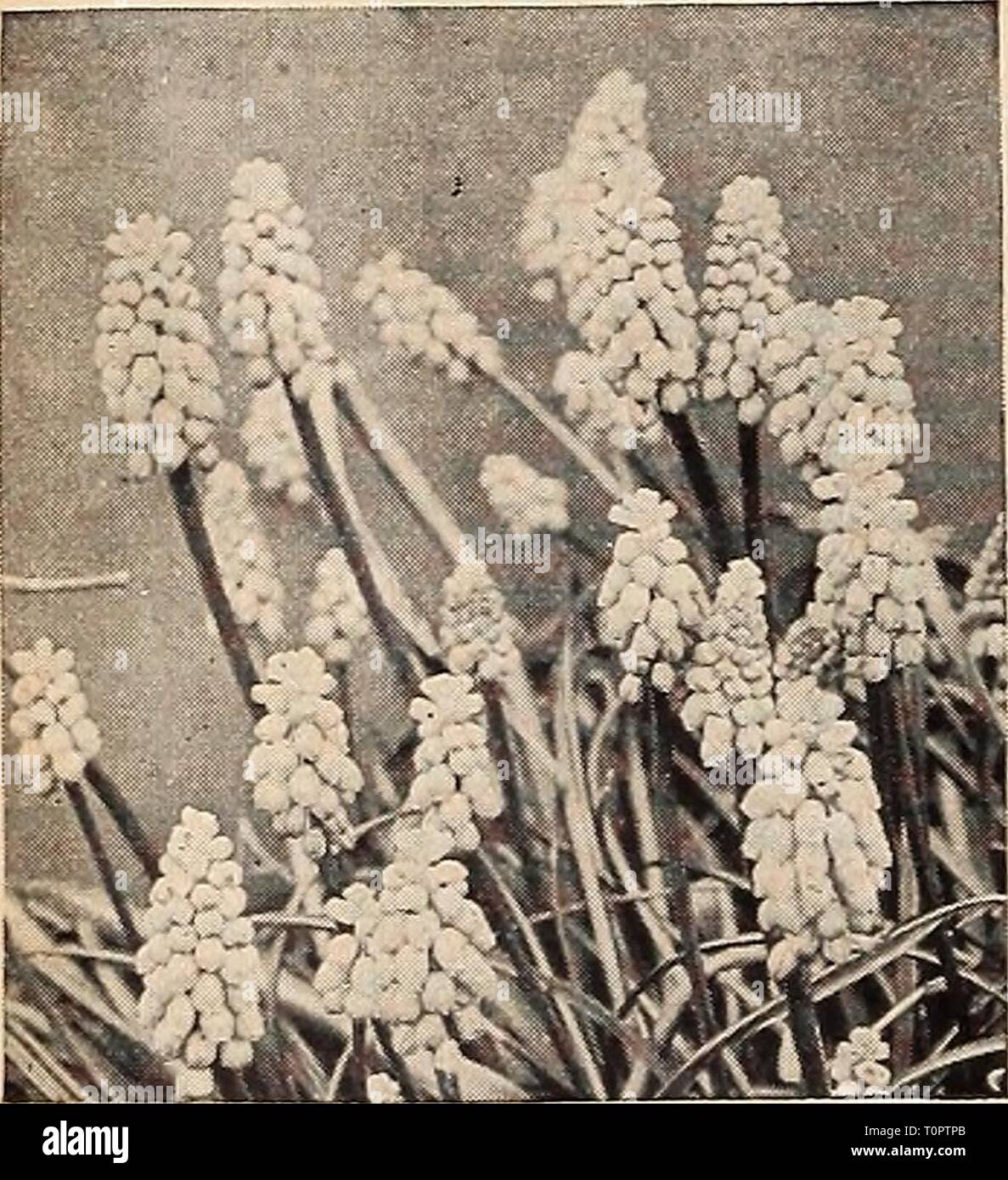 Dreer dell'autunno piantando guida per Dreer dell'autunno piantando guida per 1940 dreersautumnplan1940henr Anno: 1940 Hardy Bulbi-concluso Iris reticulata-compensate a bulbo 40-525 Iris Iris reticulata un® reticolare Iris bulbosa un estremamente carina e dolce primavera fiore provenienti in bloom con il croco. È assolutamente hardy portando il suo bel royal blu e oro fiori su steli 4 pollici di altezza. Bene anche per gli ambienti interni in inverno piantati 6 o più lampadine ad una padella. 3 PER 66c; 12 per $2.25; 25 per $4.00. Muscari armeniacum-Giacinto Uva Uva Muscari Muscari un ® uno dei più belli di inizio Foto Stock