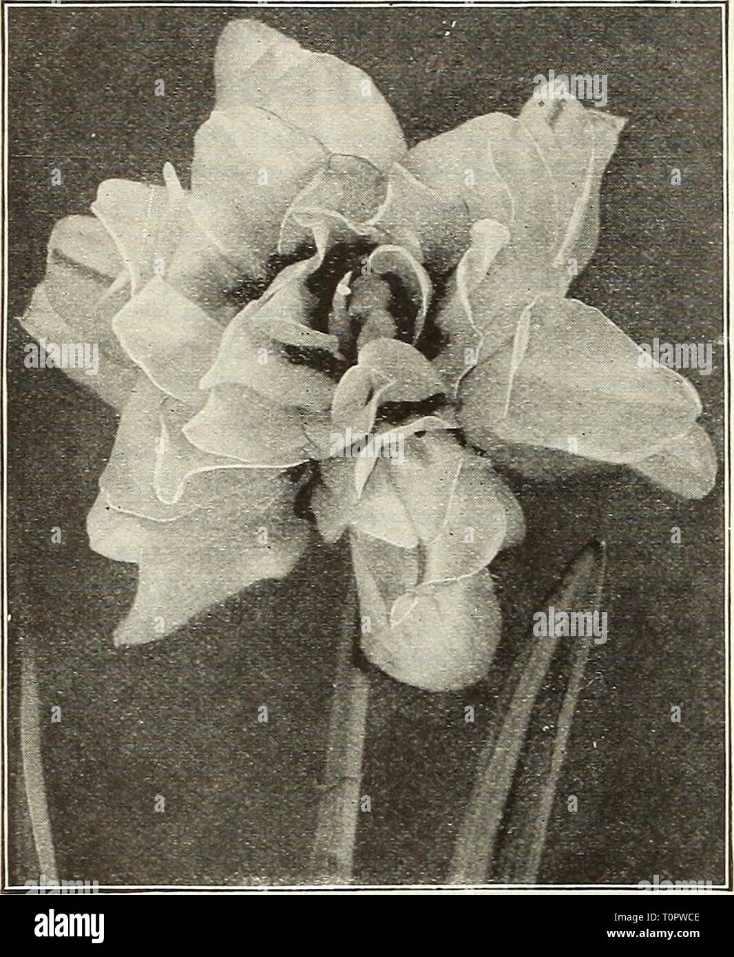 Dreer del catalogo autunno 1922 (1922) Dreer del catalogo autunno 1922 dreersautumncata1922henr Anno: 1922 18 /flEiffiyA.Bim io BULE5 '-Â°kI7LL PIANTAGIONE &gt;HlLBÂ"EIiPHR%%%%%%%% Double=fioritura Narcissus o narcisi nessuna raccolta di Narciso è completo senza la doppia- fioritura ordina. Mentre non è attraente come molti del singolo â varietà e privo di varietà di colorazione, possiedono un fascino peculiare proprio. Tutti sono perfettamente hardy e sono molto richieste per il taglio. Alba Plena Odorata {il doppio del poeta o jVarcissus Oar- denin Daffodil). Doppio bianco puro; molto dolci profumato. T Foto Stock