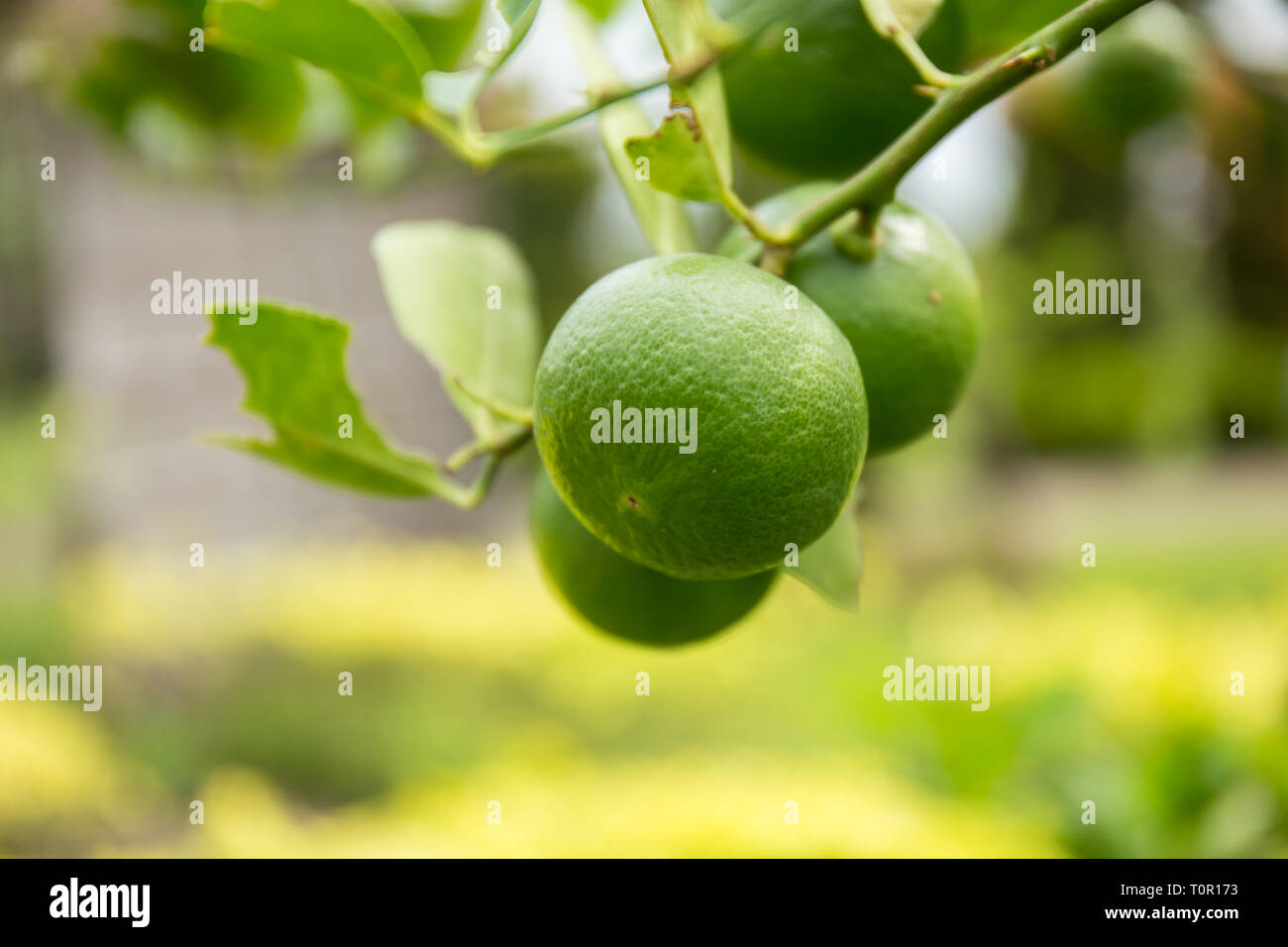 Limone thai sull'albero. Foto Stock