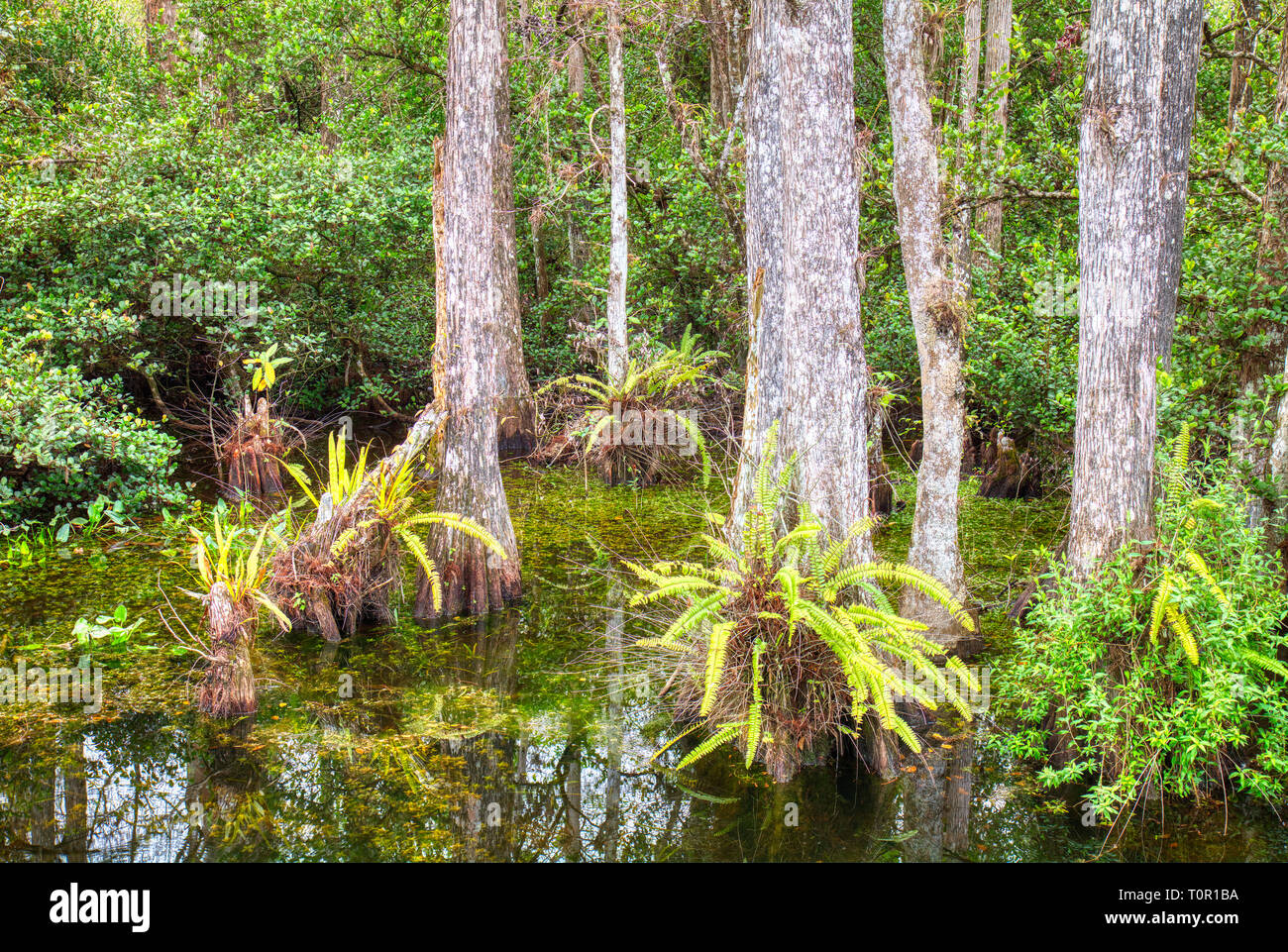 Cipressi nella palude in Sweetwater Slough su Loop Road in Big Cypress National Preserve in Florida Foto Stock