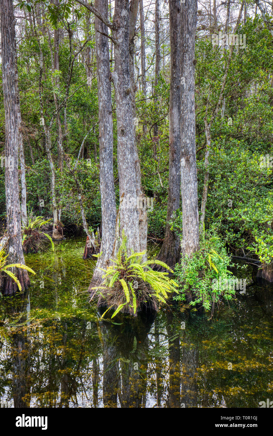 Cipressi nella palude in Sweetwater Slough su Loop Road in Big Cypress National Preserve in Florida Foto Stock