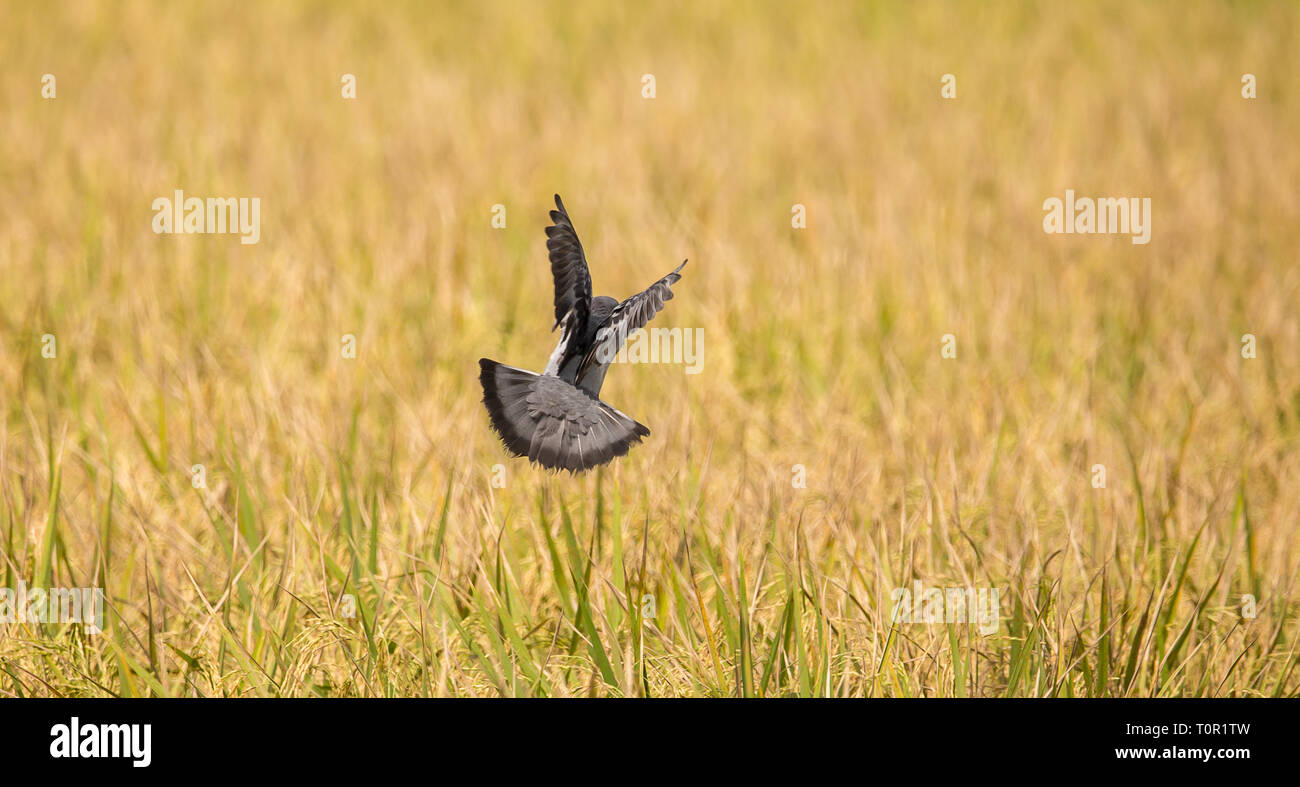 Piccioni volare sopra i campi di riso. Foto Stock