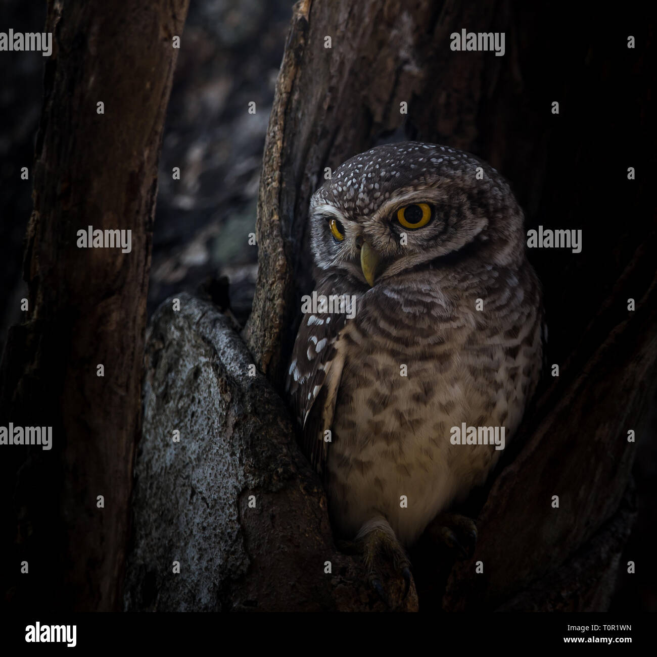 Spotted owlet ( Athene brama ) nel foro sull'albero. Foto Stock