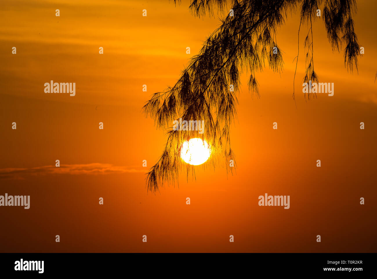 Alberi di pino con il sole in background. Foto Stock