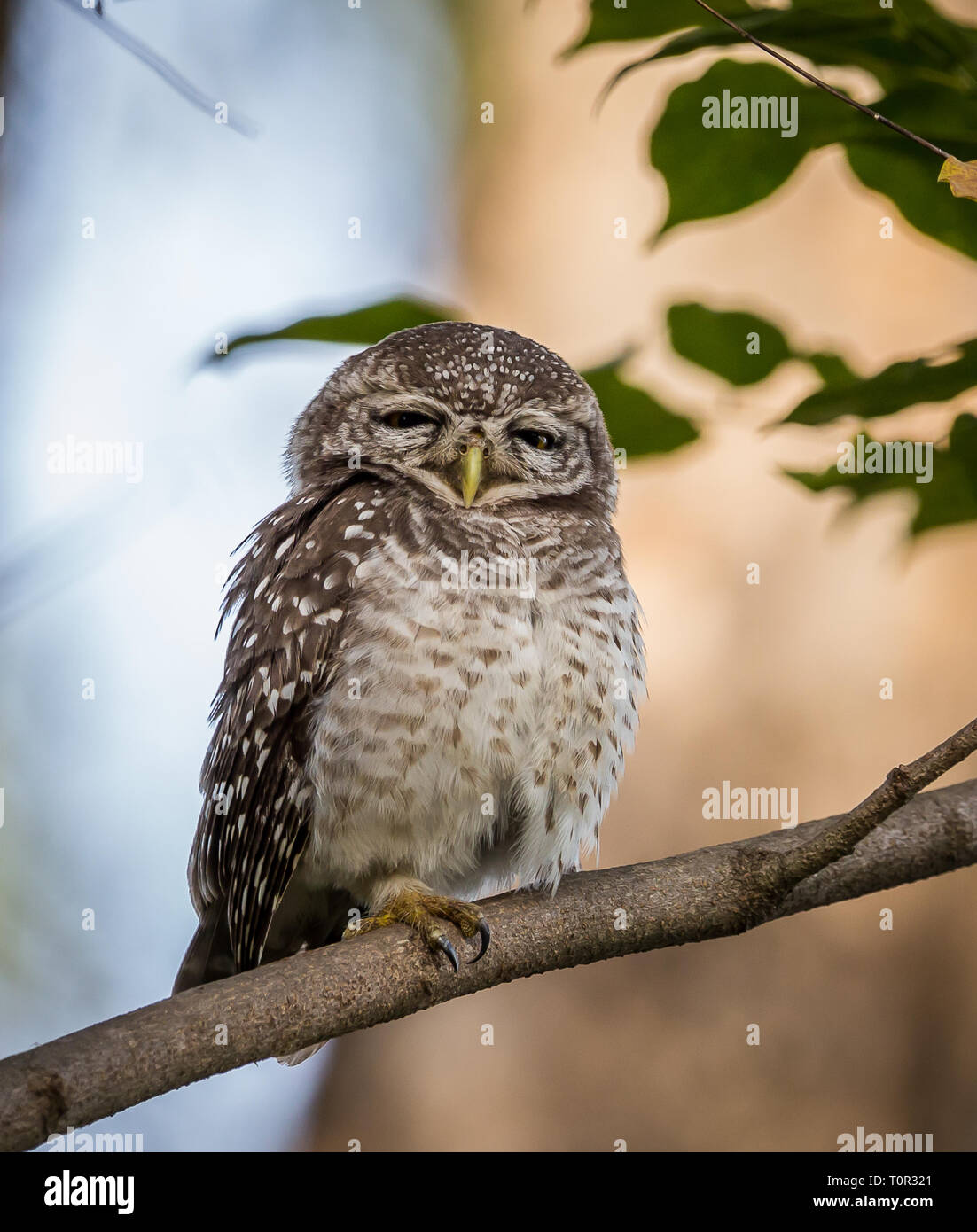 Spotted owlet ( Athene brama ) sui rami di alberi. Foto Stock