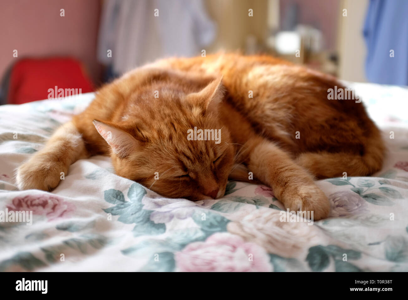 Grande,ginger,tom,cat,addormentato,a,piumone,a,bed,Inghilterra, Foto Stock