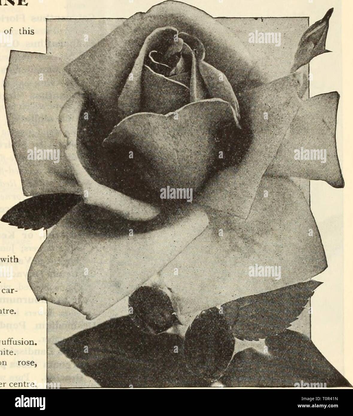 Dreer del catalogo autunno 1914 (1914) del Dreer catalogo autunno 1914 dreersautumncata1914henr Anno: 1914 rose per la semina autunnale. Tutte le rose offerti qui sotto sono forti 2-year-old, prevalentemente pot-coltivati, qualche campo coltivato, piante. Nota.-Le rose sono Uo grande da lui inviato tramite pacco postale e possono essere inoltrati solo dalla express, all' acquirente a proprie spese. Venticinque extra fine-ibrido Tea Rose. Le varietà qui offerti sono tra i hardiest bello libera-fioritura di classe e con un grado di protezione possono essere piantati ora. Betty. Ramati-rose, soffusa con oro. Caroline TestOUt. Grande, globulare, luminose, satinato-ro Foto Stock