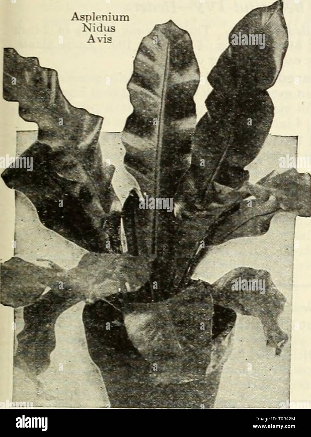 Dreer lampadine di piante, arbusti, Dreer lampadine dell : piante, arbusti, e semi per caduta di piantare dreersbulbsplant1936henr Anno: 1936 Dreer orli dell per la casa, Serra e il Conservatorio Adiantum farleyense Gloriosa {Gloria Fern). Una molto bella e vigore- unità organizzative varietà con luce verde volantini supportato da filiformi ispido steli. Buona piante in 3 pollici pentole 50c ciascuna. - Wrighti. Questa è una relativamente nuova varietà di Maiden tipo di capelli. Le sue fronde sono particolarmente vistose sul conto della loro gradevoli ricco colore verde. Si tratta di un buona hardy varietà che si è dimostrata di eccezionale valore per la casa d Foto Stock