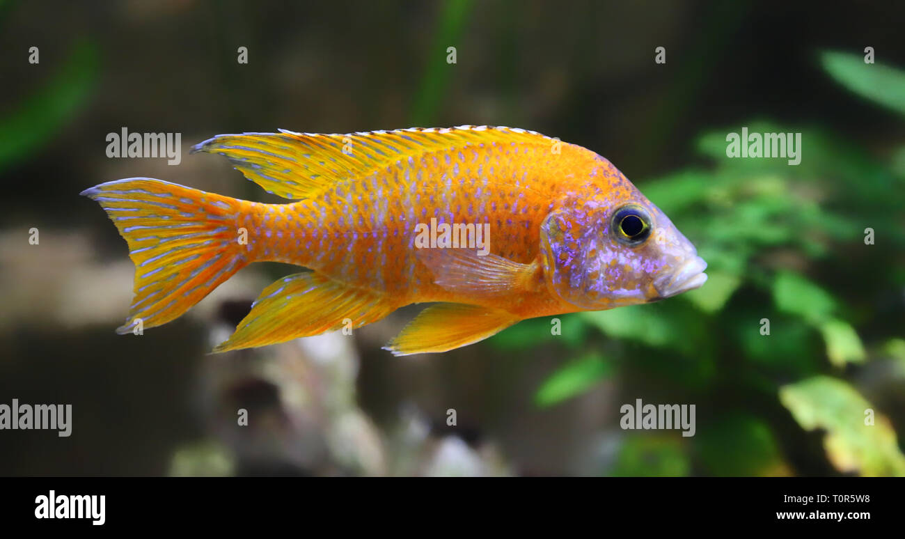 Vista ravvicinata di un pavone cichlid Aulonocara sp. rosso rubino Foto Stock
