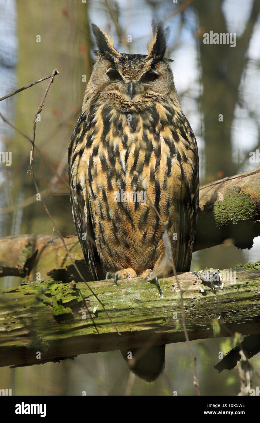 Vista ravvicinata di un gufo comune (Asio otus) Foto Stock