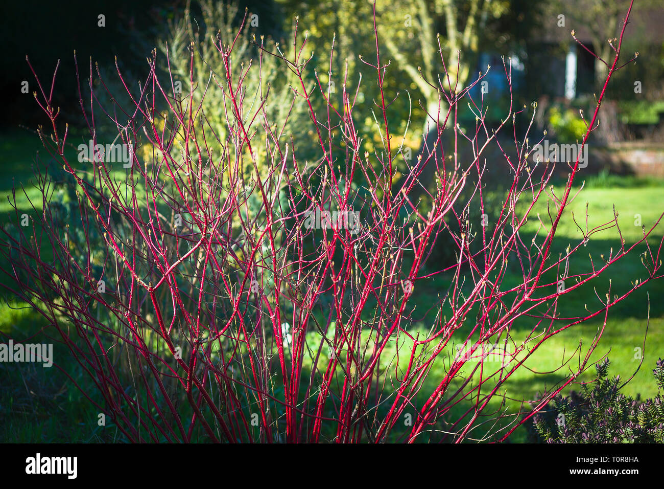 Colorato in rosso i gambi di corniolo in inverno in un giardino inglese (Cornus alba Sibirica Westonbirt) Foto Stock
