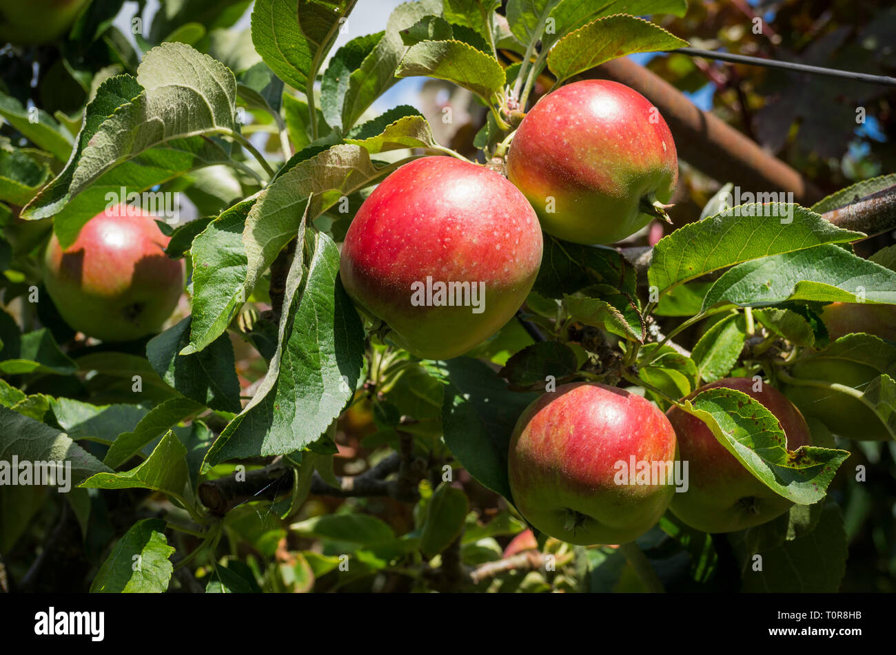 Inglese a mangiare le mele George Cave che cresce su un albero in luglio in un giardino inglese Foto Stock