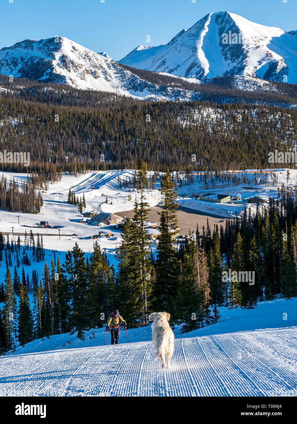 Touring alpina sciatore & pet Golden Retriever cane a Monarch Mountain Ski & Snowboard resort la scuoiatura fino alla montagna; Continental Divide in Colorado, U Foto Stock