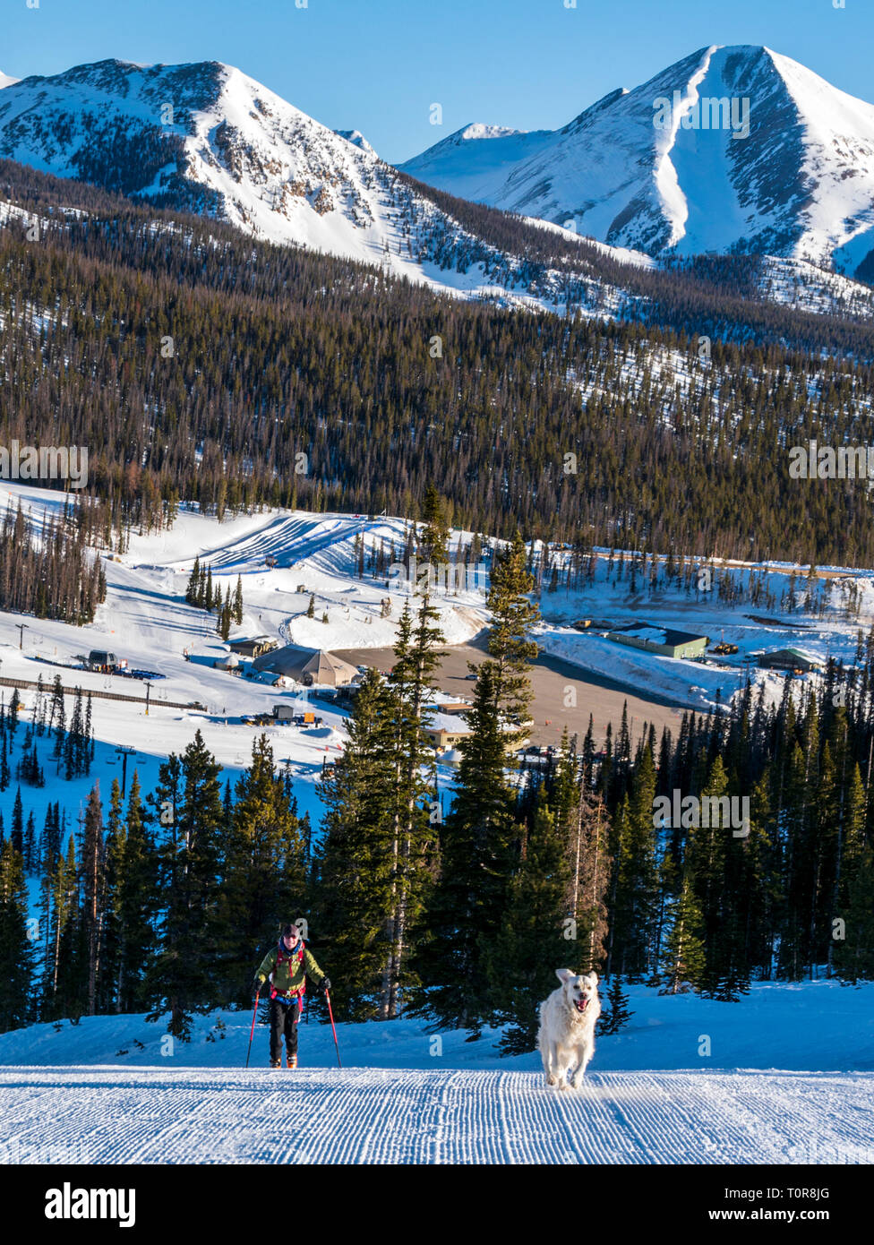 Touring alpina sciatore & pet Golden Retriever cane a Monarch Mountain Ski & Snowboard resort la scuoiatura fino alla montagna; Continental Divide in Colorado, U Foto Stock