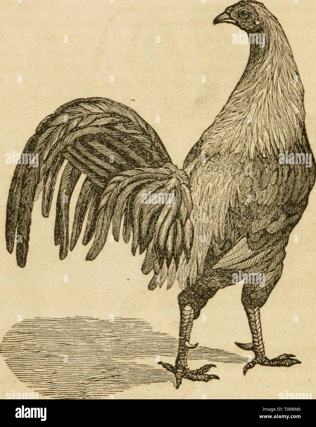 Maggiori informazioni su Gioco Del Pollo