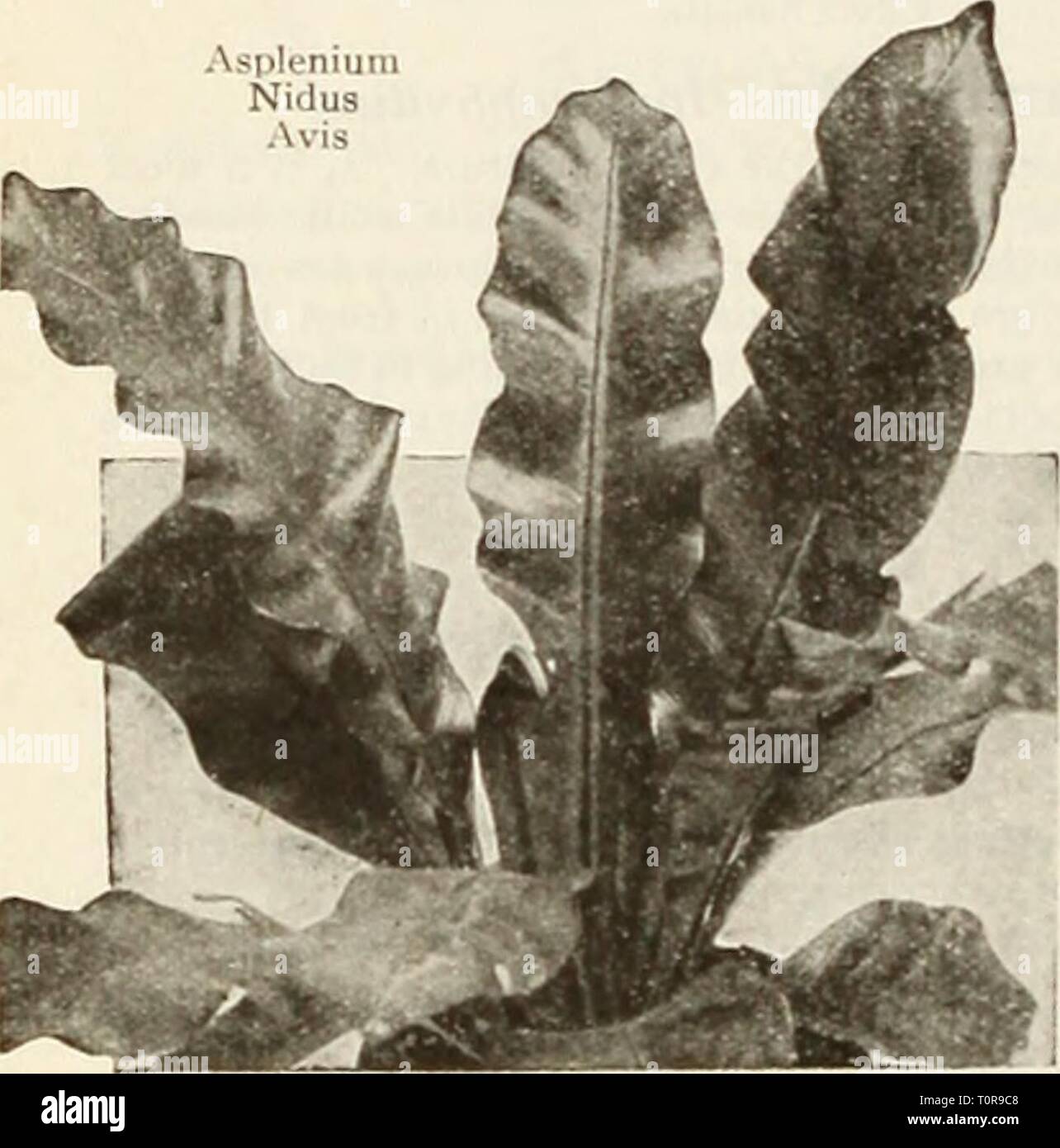 Dreer dell'autunno catalogo delle lampadine del Dreer catalogo autunno di bulbi piante, arbusti, e semi per caduta di piantare dreersautumncata1935henr Anno: 1935 Dreer FeiTlS dell per la casa, Serra e il Conservatorio Adiantum cuneatum. Questo è il ben noto di fine-lasciava Maiden felce dei capelli che è usato estensivamente in combinazione con i fiori recisi. Anche splendide come una pentola impianto per la casa. 3 pollici pentole 25c; 5 pollici 7Sc, ciascuna. - Farleyense Gloriosa {Gloria Fern). Un molto l)"bella e vigorosa varietà con ricchi di verde scuro volantini supportato da filiformi ispido steli, (lood impianti in 4 pollici pentole SI.00 ciascuna Foto Stock