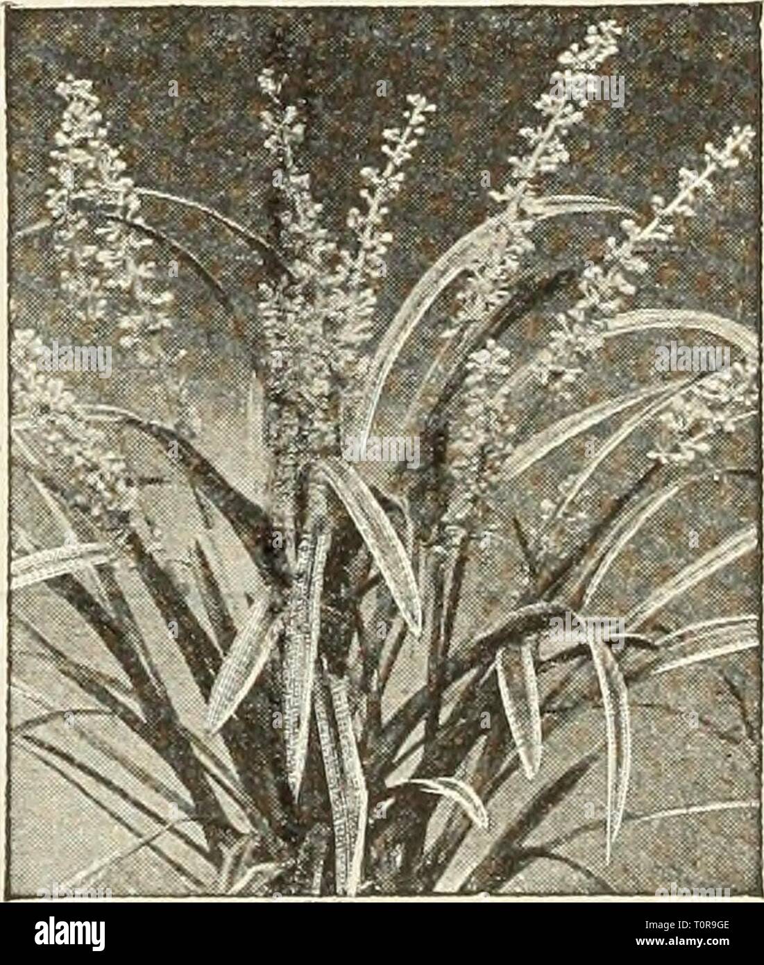 Dreer dell'autunno catalogo delle lampadine del Dreer catalogo autunno di bulbi piante, arbusti, e semi per caduta di piantare dreersautumncata1935henr Anno: 1935 Gardenia Veitchi Gardenia-Cape Jessamine Veitchi. Una bellissima serra arbusto sempreverde con fragranti, bianco puro e cerosi di fiori che sbocciano da aprile a giugno. Piante robuste in 5 pollici pentole 11.00 ciascuno. Genista-fragrante Ginestra Fragrans. Un molto desiderabile primavera-fioritura delle piante con fragranti, giallo oro brillante blumi prodotte nella maggior profusione. Anche un ottimo impianto di finestra e desiderabile per la decorazione di Pasqua. Belle piante in 4 pollici pentole, fioritura siz Foto Stock