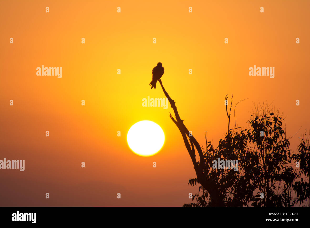 La silhouette di un aquila appollaiato su un ramo di albero Foto Stock