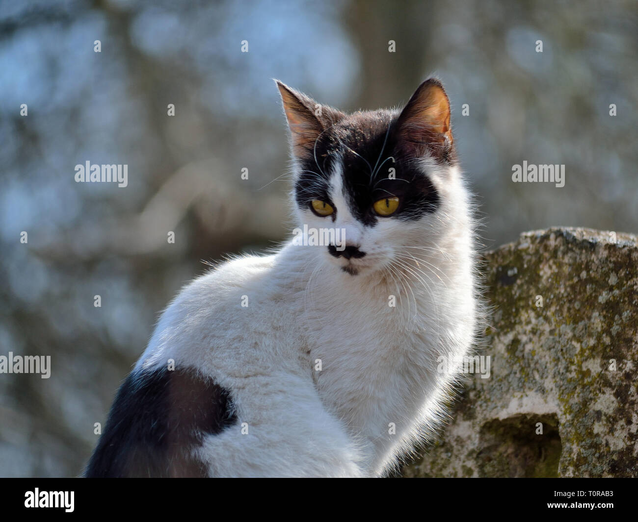 Gatto nero bianco seduto su una recinzione Foto Stock