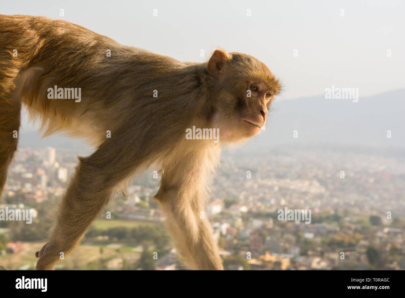 Isolato ritratto di scimmia Foto Stock