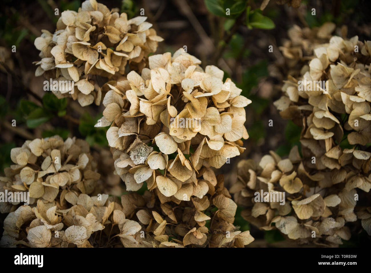 Fiori Secchi testa di Hydrangea macrophylla impianto, fornendo interesse d'inverno nel giardino Foto Stock