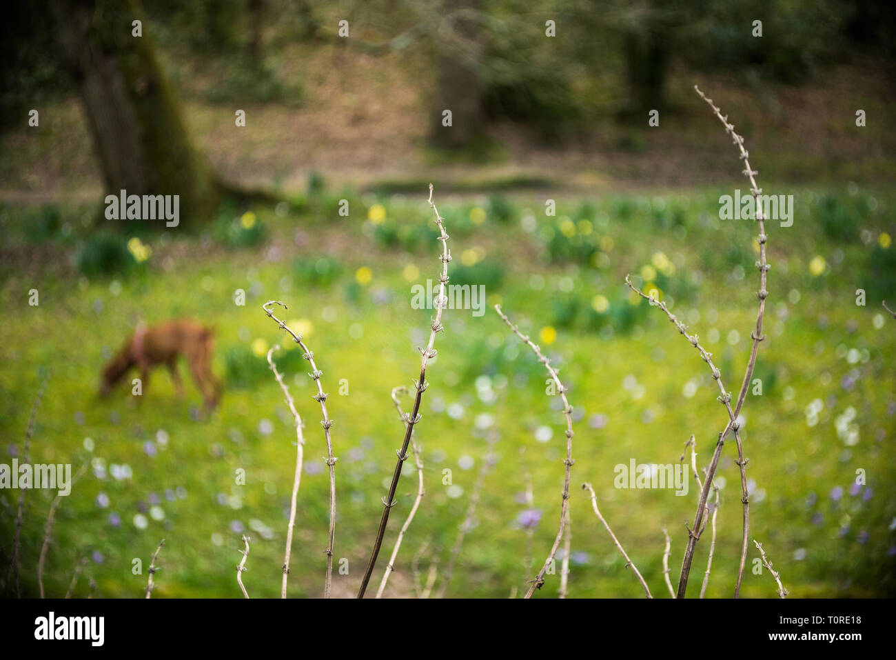 Secchi steli di fiori in un parco con una sfocata cane marrone in background sul suo cammino. Foto Stock