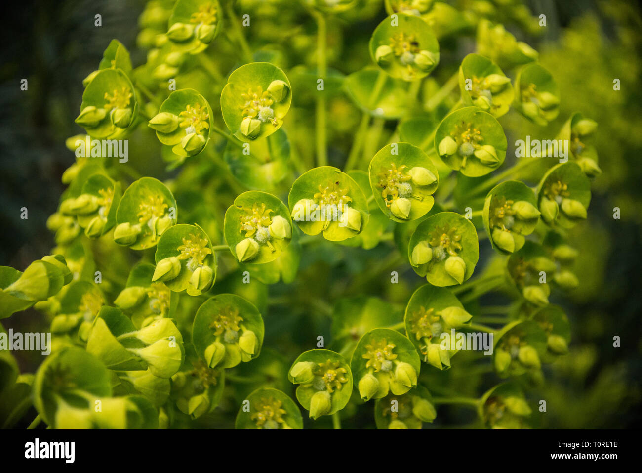 Dettaglio di Euphorbia fiorisce in primavera in Inghilterra. Euphorbia è parte della famiglia Euphorbiaceae Foto Stock