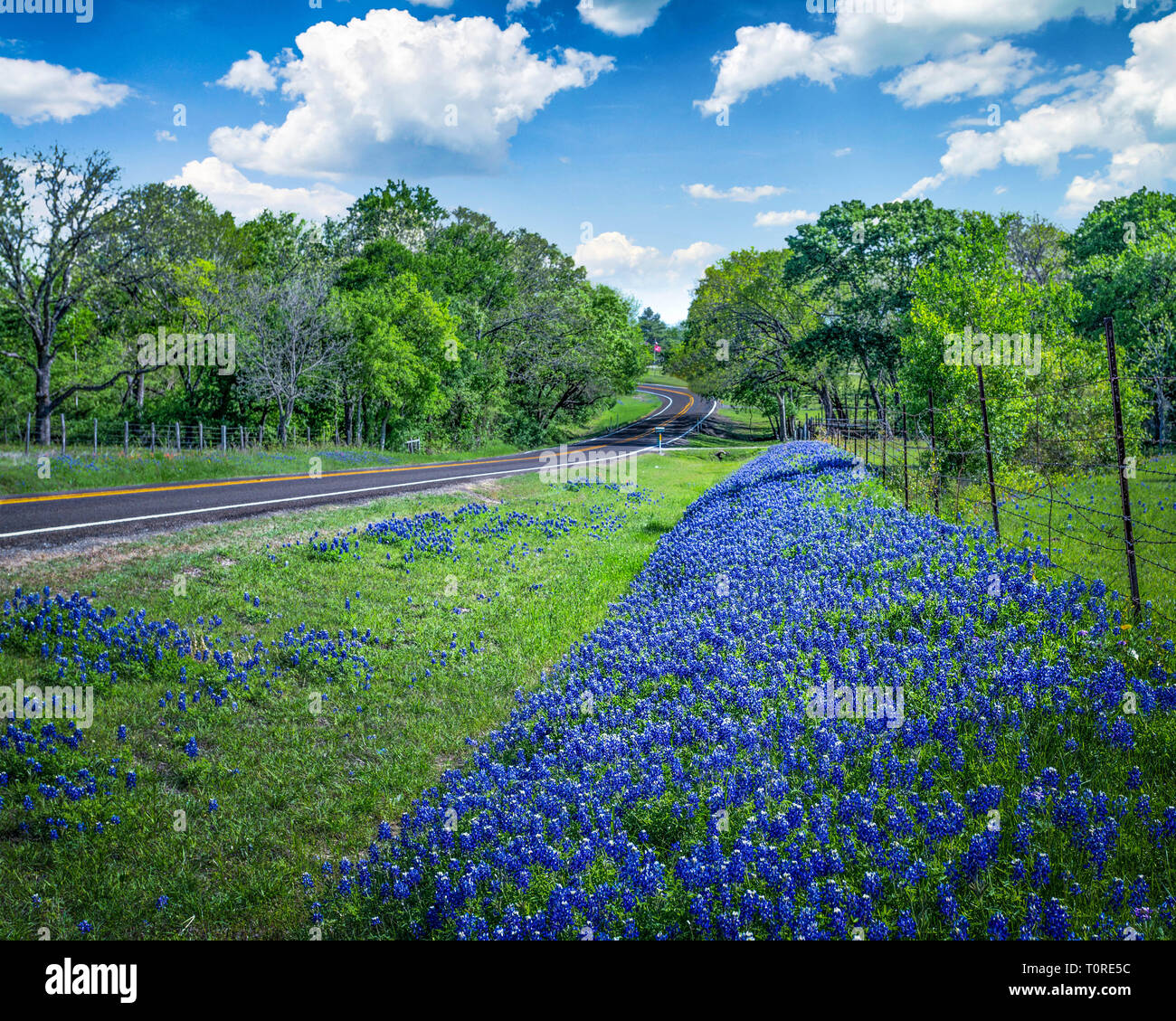 Texas strade di campagna con Bluebonnets Foto Stock