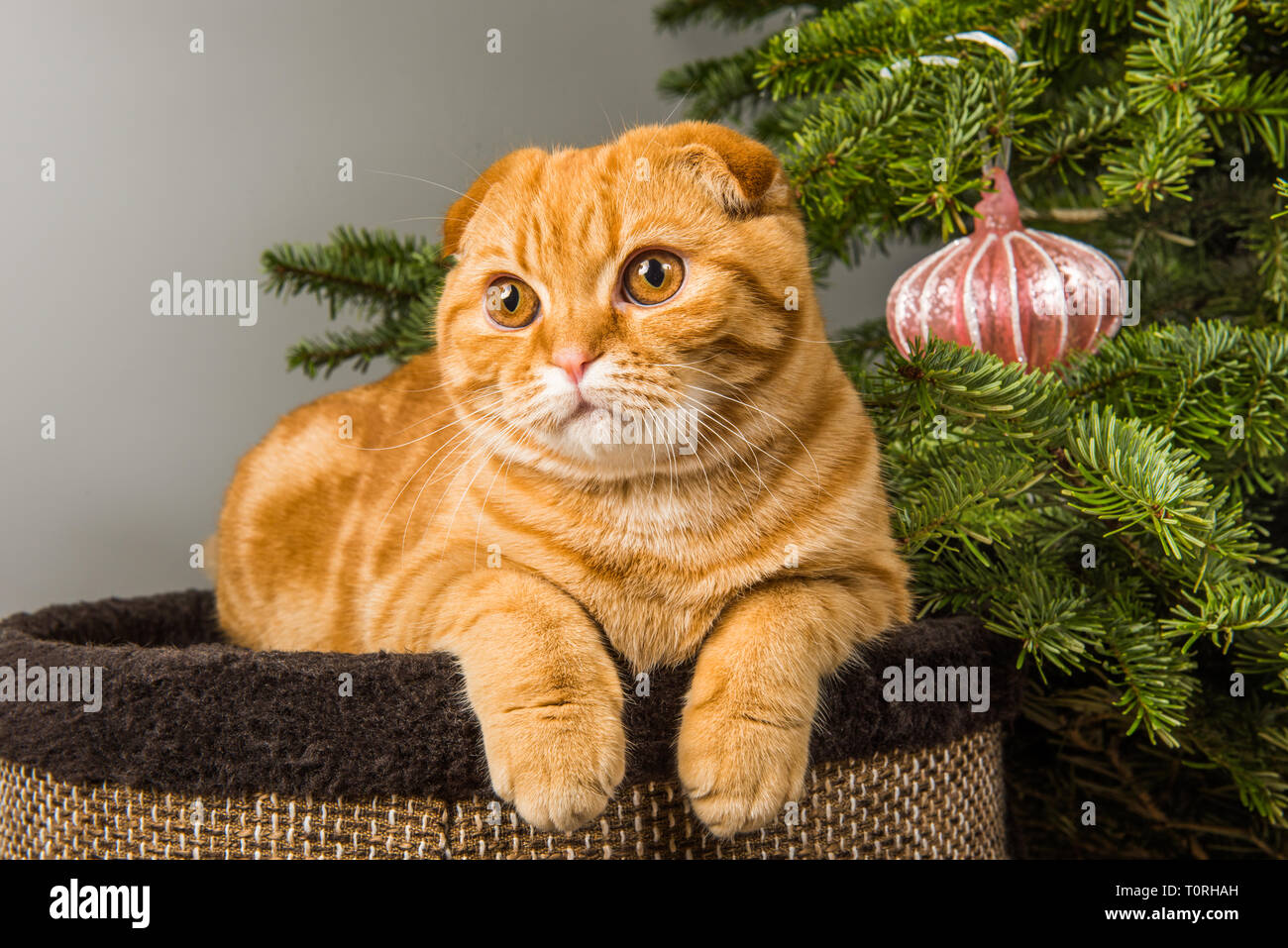 Bella Scottish Fold gatto rosso vicino albero di Natale Foto stock - Alamy