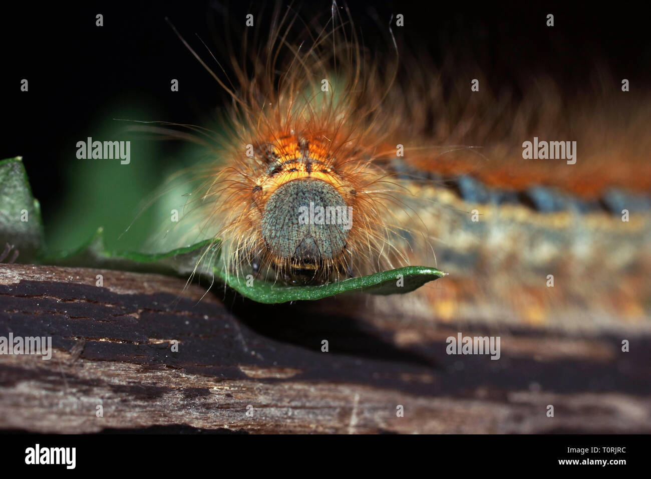 Caterpillar di Malacosoma castrensis (massa lacchè) close up. Grandi caterpillar volotasy siede su un foglio. Foto Stock