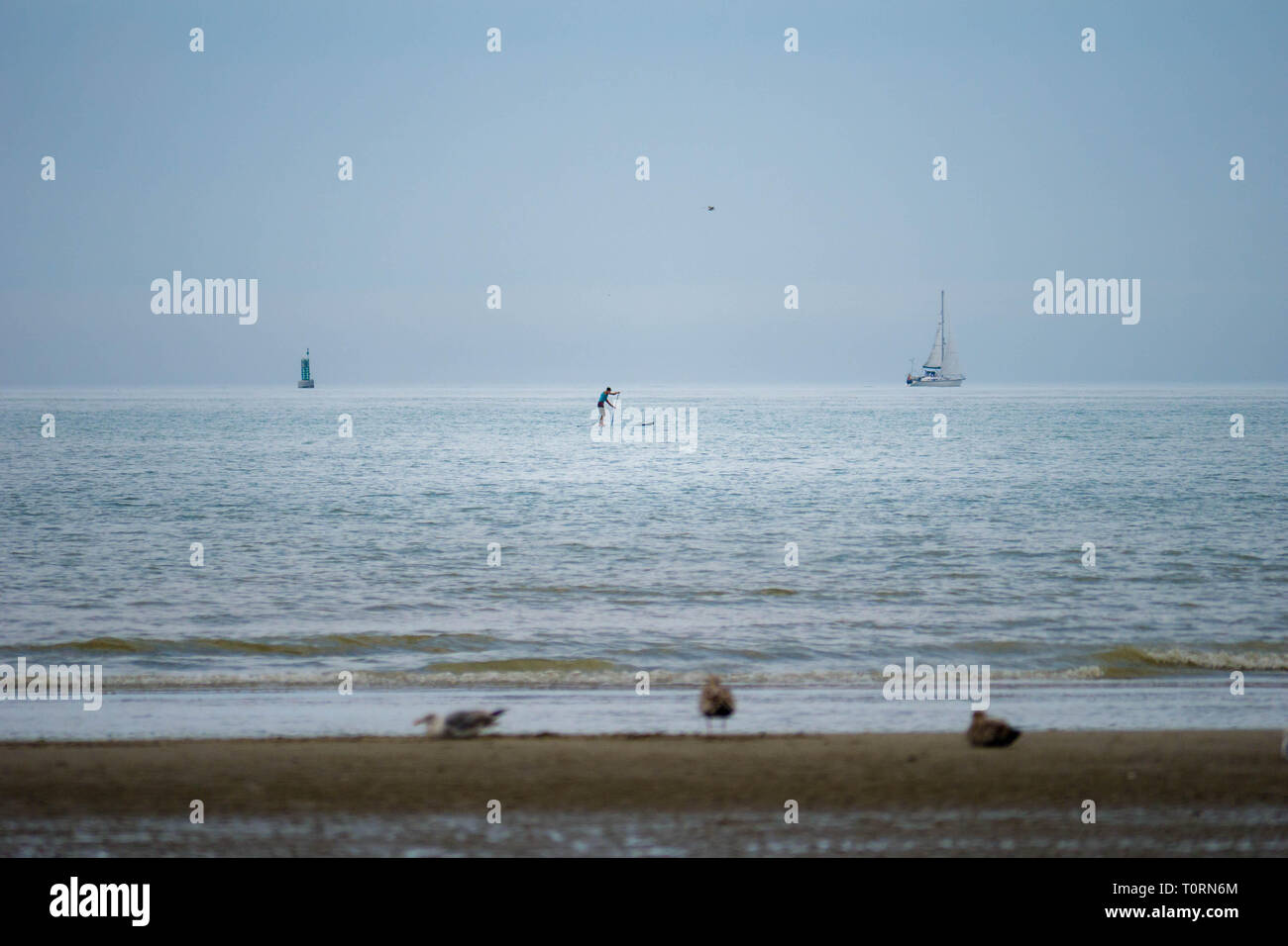 Unica paletta-boarder leggermente fuori dalla spiaggia con barca a vela di distanza nel nord della Francia Foto Stock