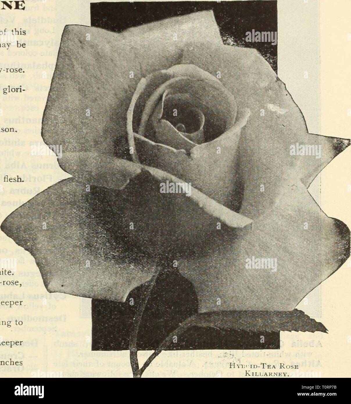 Dreer del catalogo autunno 1915 (1915) del Dreer catalogo autunno 1915 dreersautumncata1915henr Anno: 1915 R05ES per la semina autunnale. Tutte le rose lielow offerti sono forti 2 anno-vecchio, prevalentemente pot-coltivati, qualche campo in piante coltivate. Nota.-lio&ei sono troppo grandi per essere nent da 2'arcel J^ost, andino soltanto egli ha trasmesso da express, all' acquirente a proprie spese. T^'ENTY-Cinque fusibili extra HYBRID-Tea Rose. Le varietà qui offerti sono tra i hardiest di questa bella libera-fioritura di classe e con un grado di protezione possono essere piantate in qualsiasi momento questo autunno. Caroline TestOUt. Grande, globulare, luminose, satinato-rose. Ecarlate Foto Stock