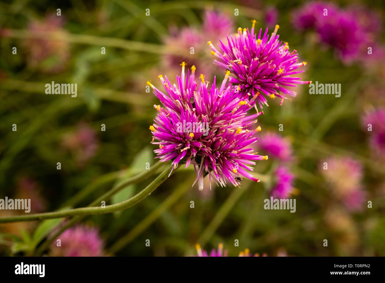 Un close-up di un Gomphrena pulchella, rottura con due vini spumanti fiore rosa cluster. Alcuni del tubetto-come i petali sono di colore arancione-ribaltato. Foto Stock