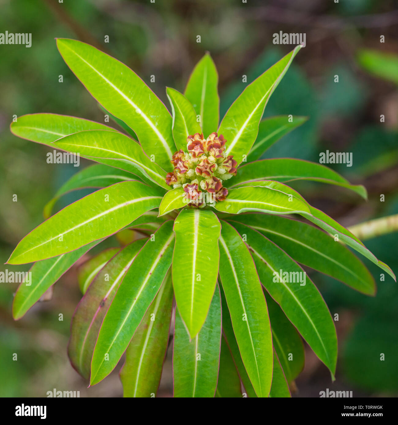 Una macro shot del fiore di un miele di euforbia bush. Foto Stock