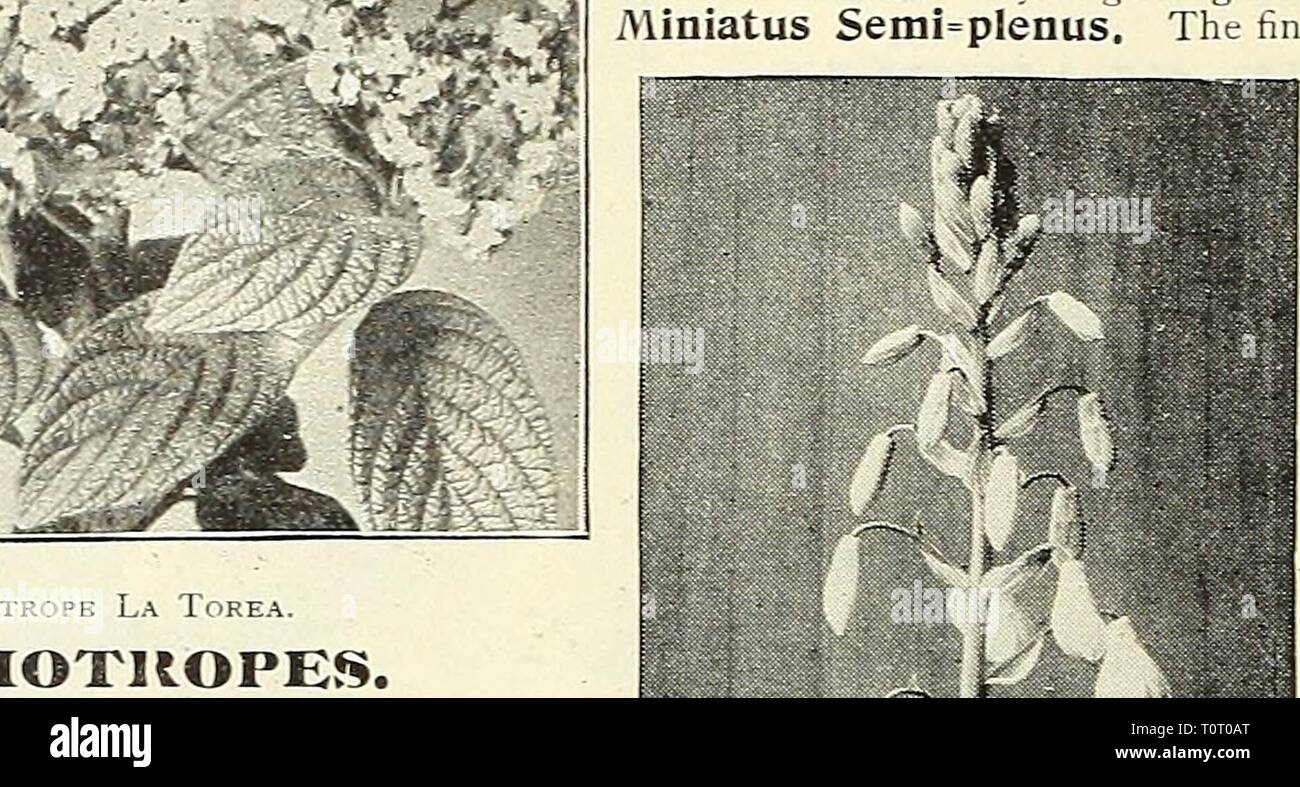 Dreer's garden prenota 1904 Dreer's garden prenota : 1904 dreersgardenbook1904henr Anno: 1904 -' fe ^ V ^^'•^^c^'^ &'1&GT;^^'&GT;^^ r^^^^^?"^^ HELICOXIA. Impianti di stufa, con grandi foglie ornamentali ; argomenti utili per exhibi- tion fini. Aurea-striata. Grandi foglie di forma oblunga di un profondo, lucida verde, segnato da curvare; parallelo vene di j'ellow. $1.00 ciascuna. Illustris Rubricaulus, profondo fogliame verde wilh vene e steli contrassegnati con colore rosso brillante. $1..50 ciascuna. (Cinese Hibiscus). mav essere cresciuto come un Hi Lit ^IR E h T REA HELIOTltOPES. Heliotmpes sono grandi fivontes, principalmente su ac- conteggio di t Foto Stock