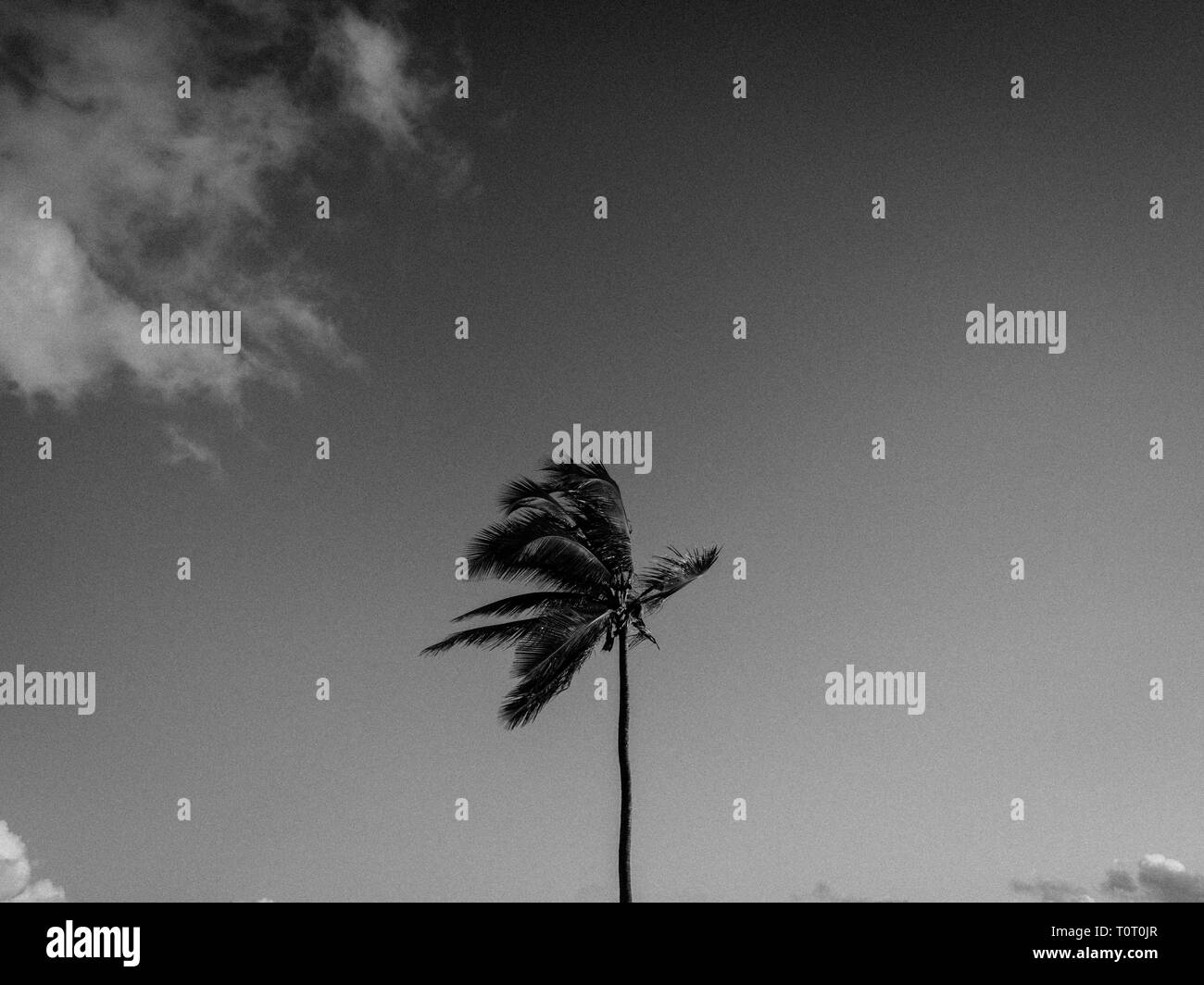Grafica immagini del paesaggio di palme al vento , Eleuthera, Bahamas, dei Caraibi. Foto Stock