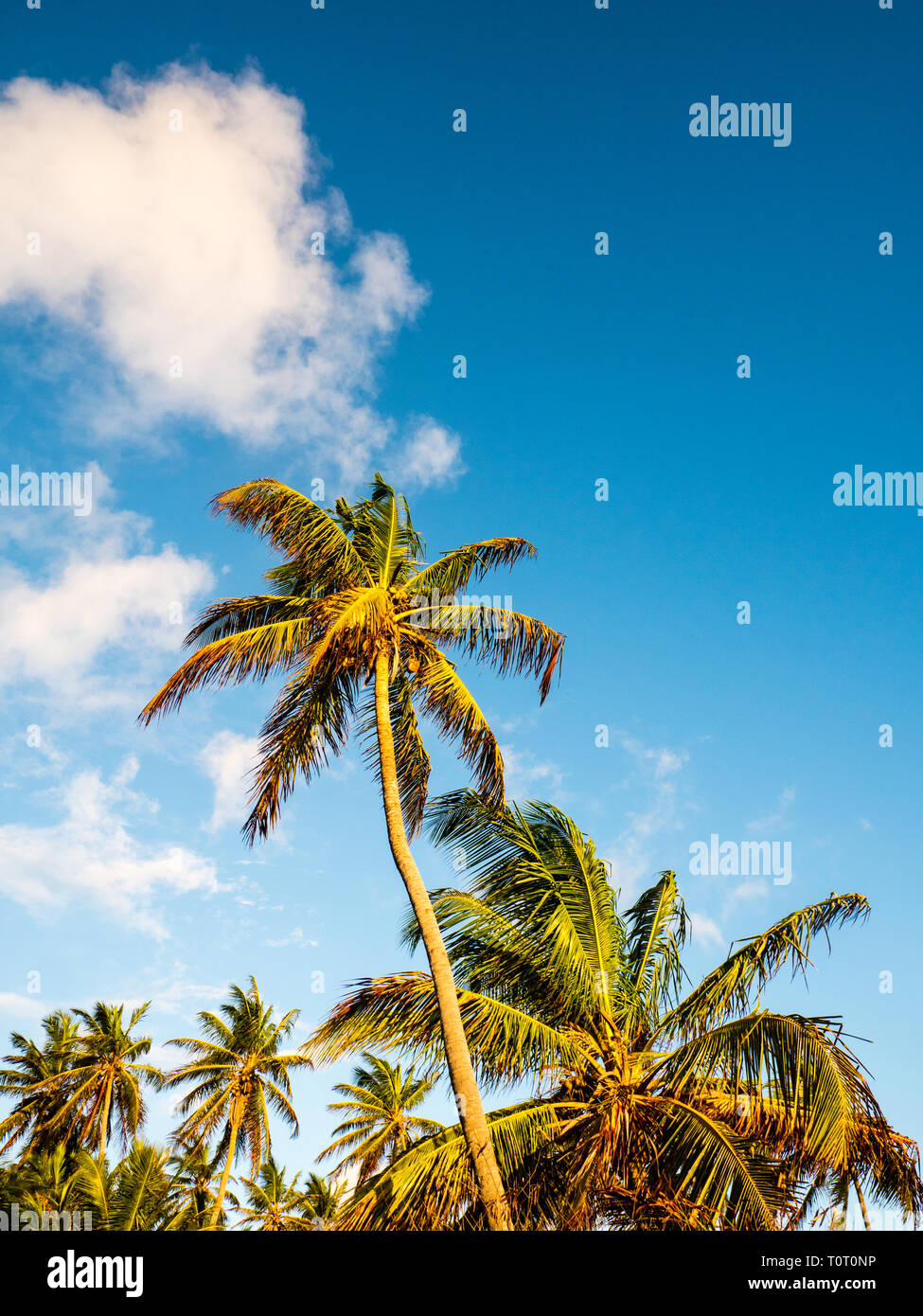 Grafica immagini del paesaggio di palme al vento , Eleuthera, Bahamas, dei Caraibi. Foto Stock